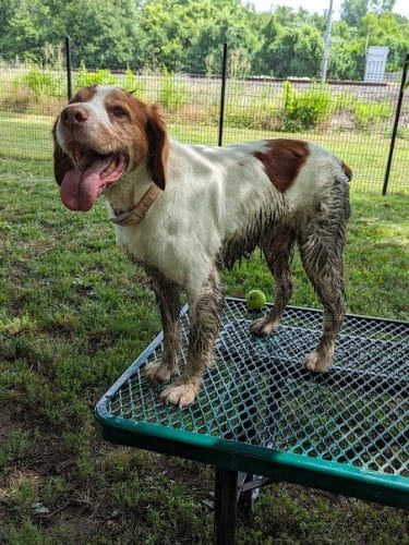Southpoint Dog Park
