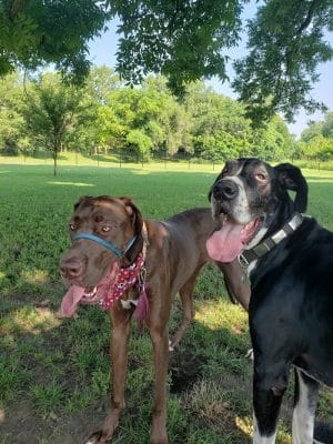 Southpoint Dog Park
