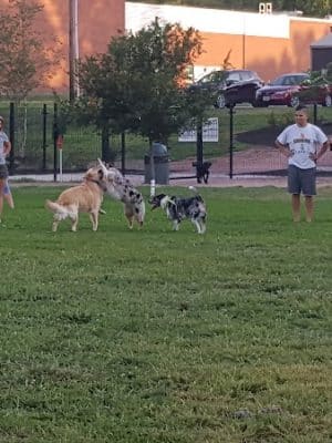 Southpoint Dog Park