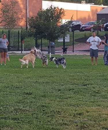 Southpoint Dog Park