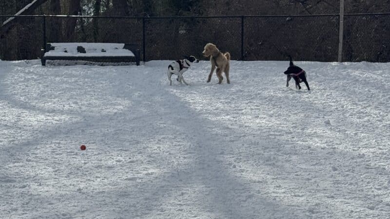 Newark Street Dog Park - Washington,