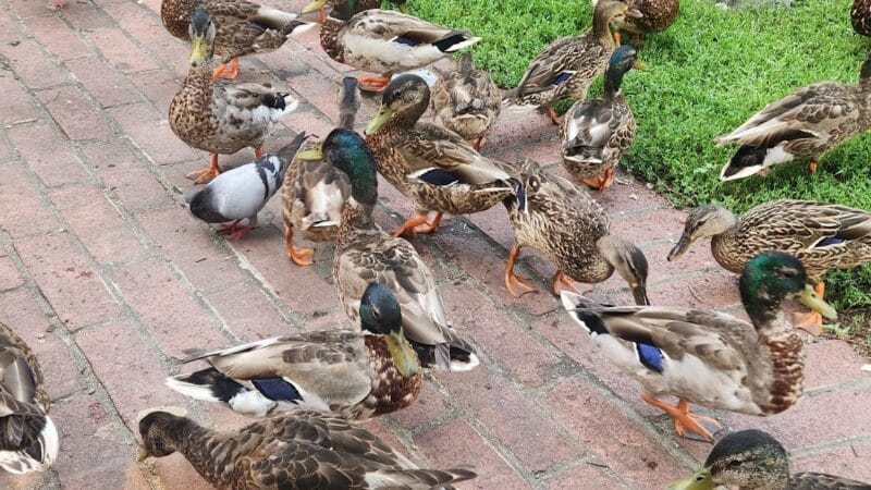 Southwest Duck Pond - Washington,