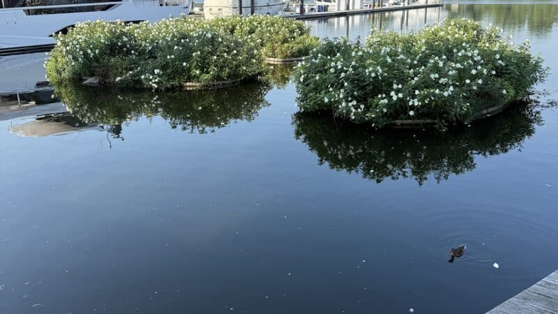 Southwest Waterfront Park - Washington,