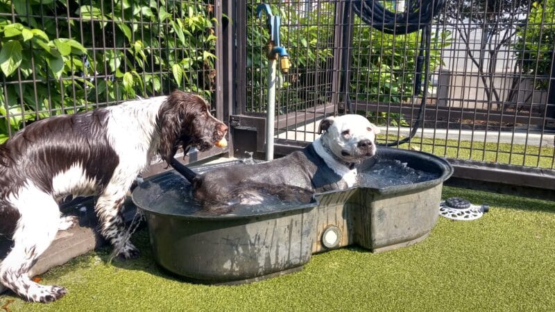 Swampoodle Dog Park & Playground - Washington,
