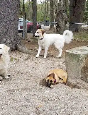 Waterboro Dog Park - Waterboro, ME