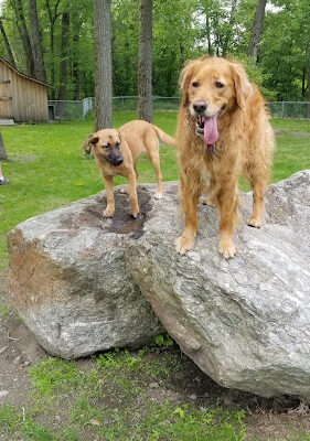 Waterbury Dog Park
