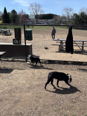 The Alice A Sullivan Dog Park
