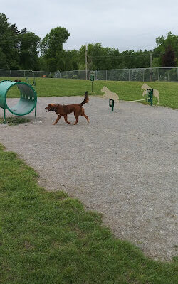 Scentral Dog Park