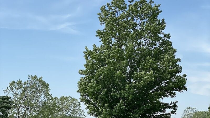East Shelter - Waterford Township,