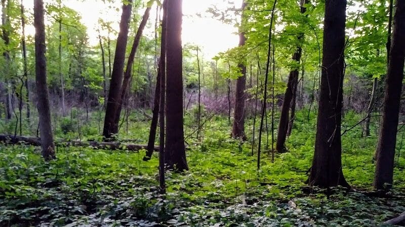 Just Before Sunset On The Trail - Waterford Township,