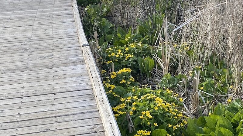 Just Before Sunset On The Trail - Waterford Township,