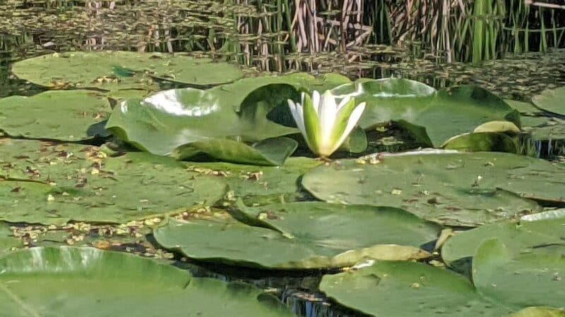 Maceday Lake Park - Waterford Township, MI
