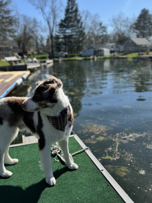 Soggy Doggie