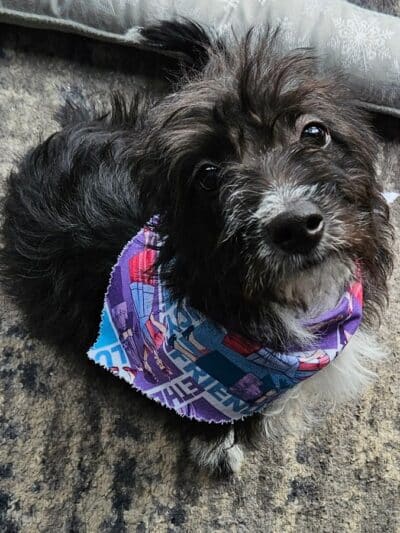 Soggy Doggie - Waterford Township,