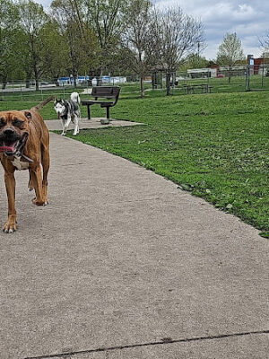 Pat Bowlsby Off-Leash Dog Park