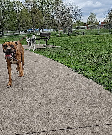 Pat Bowlsby Off-Leash Dog Park