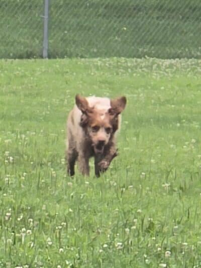 Pat Bowlsby Off-Leash Dog Park - Waterloo, IA