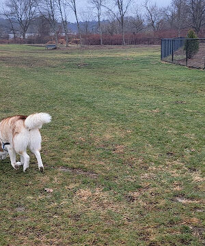 Watertown Dog Park