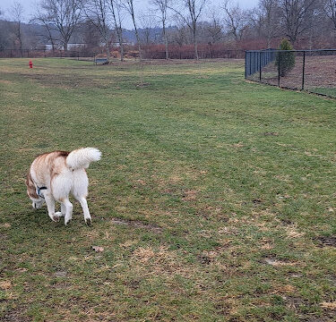 Watertown Dog Park