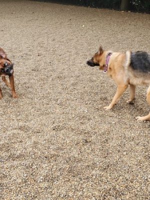 Filippello Dog Park