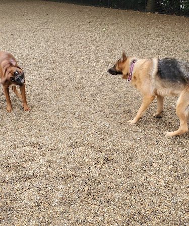Filippello Dog Park