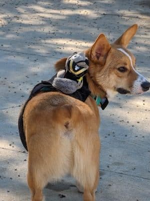 Filippello Dog Park