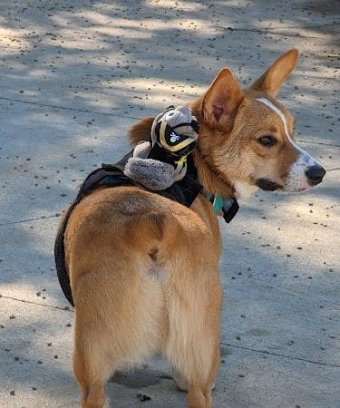 Filippello Dog Park
