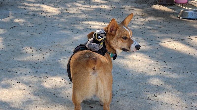 Filippello Dog Park - Watertown, MA