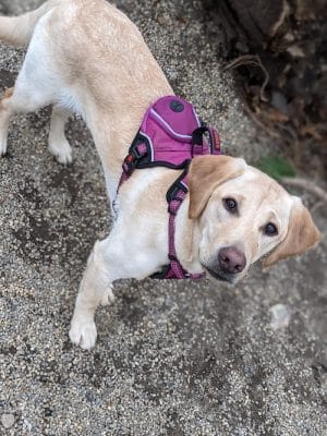 Filippello Dog Park