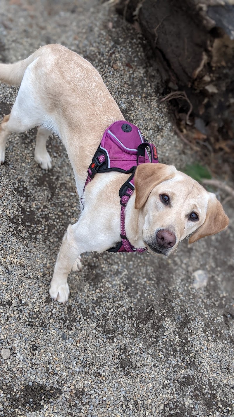 Filippello Dog Park - Watertown, MA