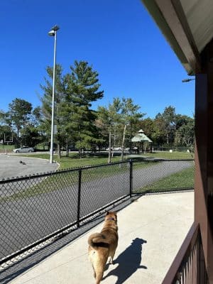 Filippello Dog Park