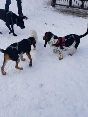 Filippello Dog Park