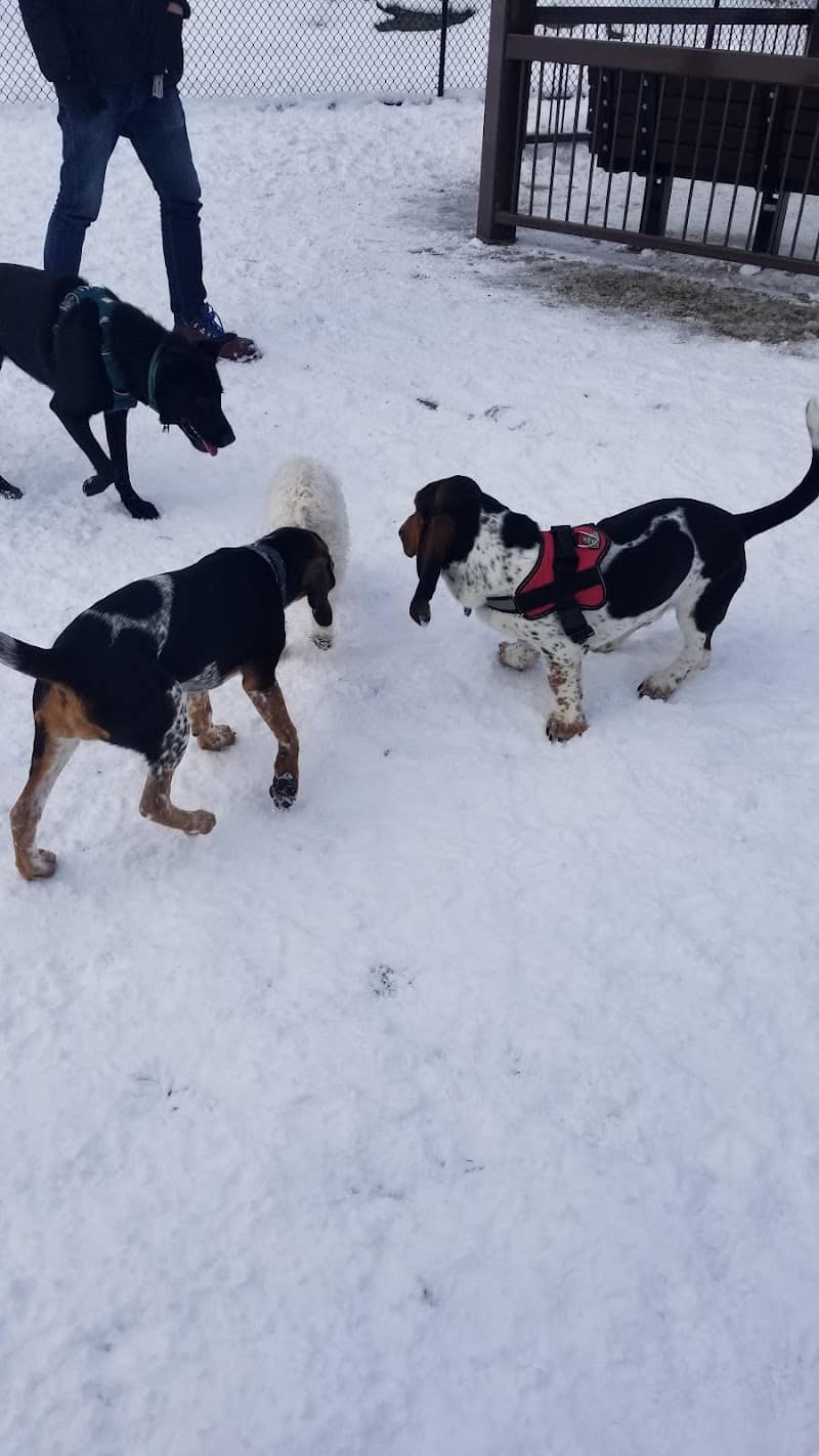 Filippello Dog Park - Watertown, MA