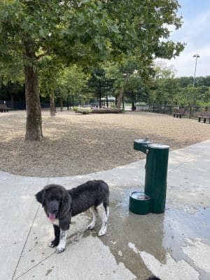 Filippello Dog Park