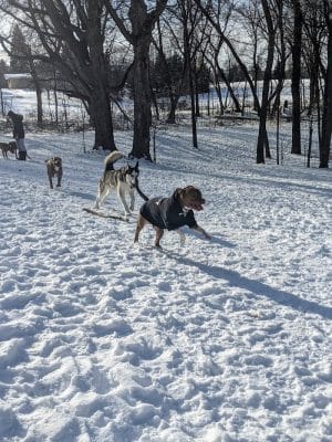 Watertown Dog Park