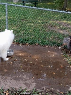 Watertown Dog Park