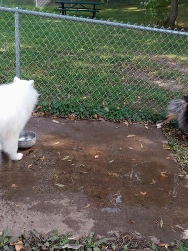 Watertown Dog Park