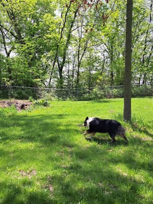 Watertown Dog Park