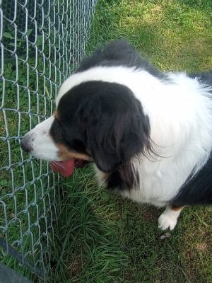 Watertown Dog Park