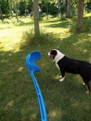 Watertown Dog Park