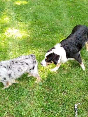 Watertown Dog Park