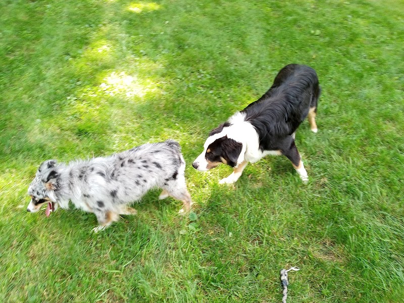 Watertown Dog Park - Watertown, MN