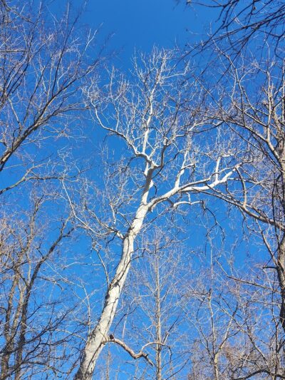 Paw Paw River County Park - Watervliet,