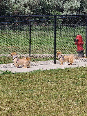 Doc Nelson Dog Park