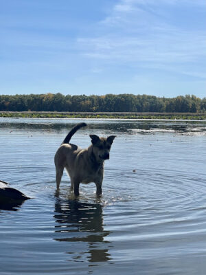 Yahara Heights Dog Park
