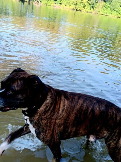 Yahara Heights Dog Park - Waunakee, WI