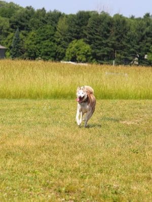 Tails & Trails Off-Leash Dog Park - Waupaca, WI