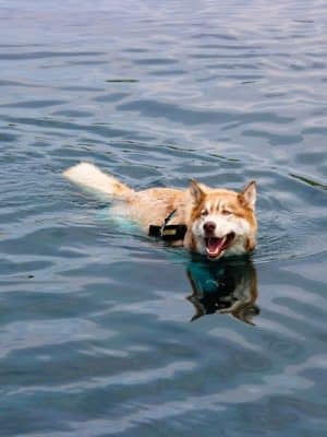Tails & Trails Off-Leash Dog Park - Waupaca, WI