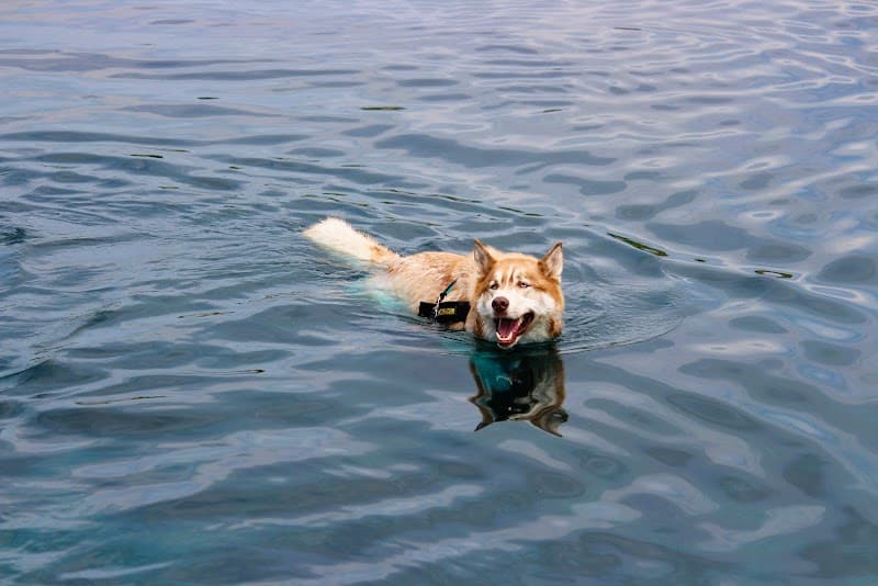 Tails & Trails Off-Leash Dog Park - Waupaca, WI