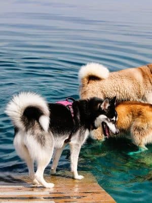 Tails & Trails Off-Leash Dog Park - Waupaca, WI